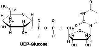 UDP Glucose